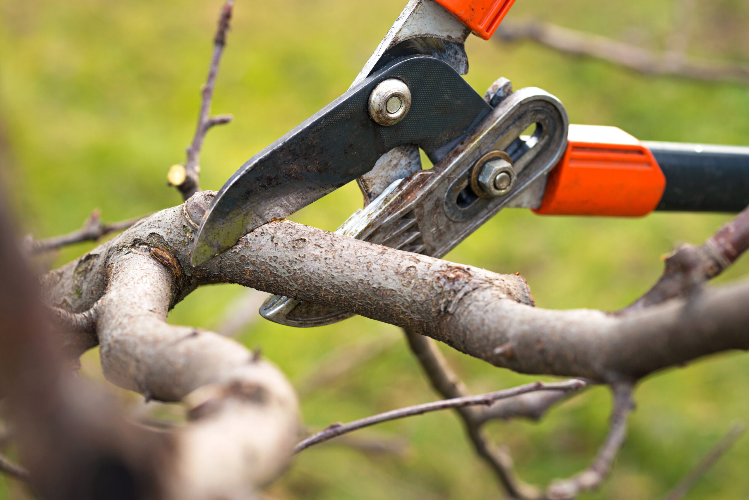 Rejuvenative Pruning