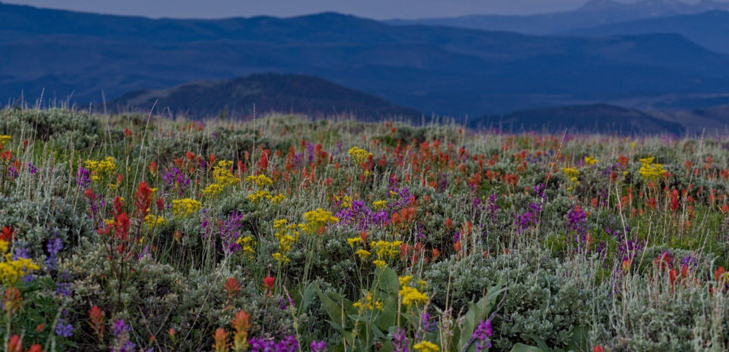 Wildflowers Native Edge Landscaping Boulder Colorado